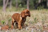 KING CHARLES SPANIEL 161